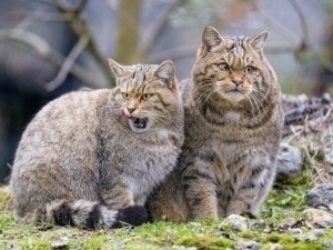 Yangi Zelandiyada yovvoyi mushuklar ommaviy qirg‘in qilinadi