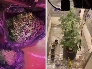 Individuals were arrested for growing cannabis in their homes in Tashkent