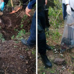 Meksikada 60 ga yaqin odam tiriklay ko‘milgan qabr topildi