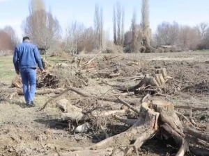 Ohangaronda “daraxtkush”lar tabiatga 1,5 mlrd zarar yetkazdi