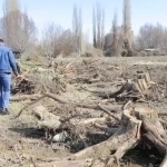 Ohangaronda “daraxtkush”lar tabiatga 1,5 mlrd zarar yetkazdi