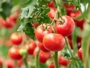 Ўзбекистонда помидор нархи сўнги беш йиллик рекордни янгилади