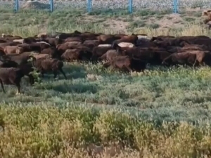 Owner of sheep that damaged seedlings in Kashkadarya was fined 17 million soums