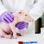 Энди чўчқалар одамларга донорлик қилиши мумкин