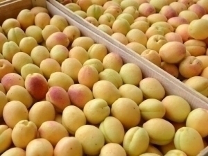 Apricots sent from Uzbekistan were rejected in Russia