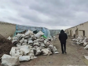 Navoiyda 13 mlrd so‘mlik oltinni qazib olganlar ushlandi (video)