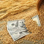 1 июлдан фермерлар буғдойни биржада сотишни бошлайди