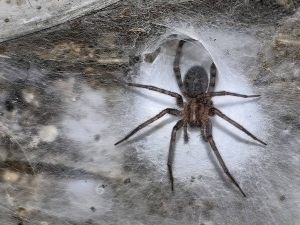 Дунёдаги энг катта ўргимчак тўри топилди (видео)