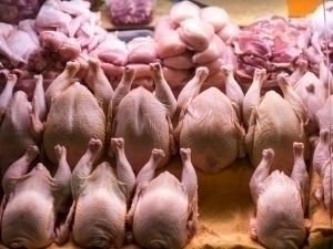 All restrictions on the export of poultry meat will be lifted