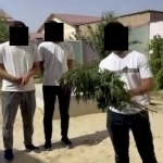 Qashqadaryoda o‘z uyida narkotik ekkan fuqaro aniqlandi 