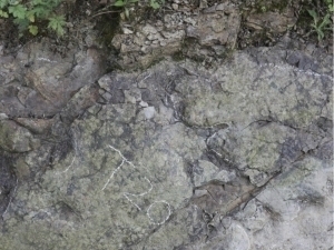 Xitoydan 200 mln yillik dinozavr izlari topildi