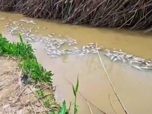 Zangiotadagi kanalda o‘lik baliqlar oqdi (video)