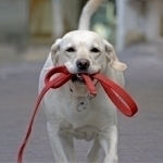 Endi hayvonlarni tashlab ketganlar jazolanadi. Qozog‘istonda!