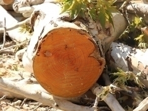 5 people were arrested for cutting maple trees in Tashkent region