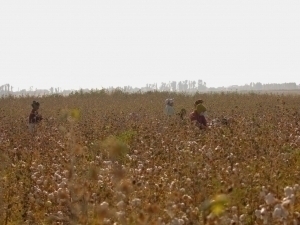 Пахта теримида мажбурий меҳнатга йўл қўйган мансабдорлар жазоланди