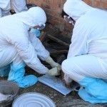 Сирдарёда Сибир яраси аниқлангани бўйича текширув ўтказилди