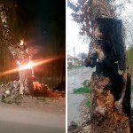 Toshkentda chinorlar yoqilgani aytildi