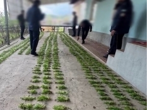 Denovda qariyb 15,5 ming tup ko‘knori ekkan erkak ushlandi (video)