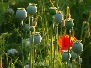 Мьянма кўкнори етиштиришда Афғонистондан ўзиб кетди