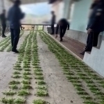 Denovda qariyb 15,5 ming tup ko‘knori ekkan erkak ushlandi (video)