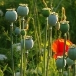 Myanma ko‘knori yetishtirishda Afg‘onistondan o‘zib ketdi