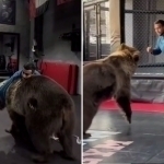 Shahram Giyasov faces consequences after training with a bear (video)