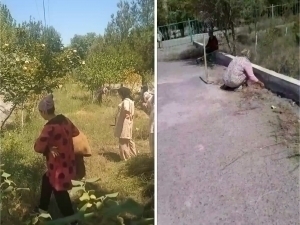 Principal forces teachers to pull grass in Namangan