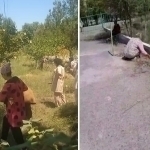 Principal forces teachers to pull grass in Namangan