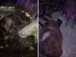 Spark vehicle kills 22 sheep and catches fire in Tashkent (video)