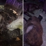 Toshkentda Spark 22 bosh qo‘yni nobud qilib, o‘zi yonib ketdi (video)