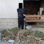Самарқандда қарийб 32 кг марихуанани уйида сақлаган шахс ушланди