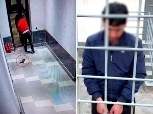 Бўстонлиқда мушукларни қийнаб ўлдирган шахслар қамалди (видео)