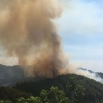 Jazoirdagi o‘rmon yong‘inlari oqibatida 34 kishi halok bo‘ldi