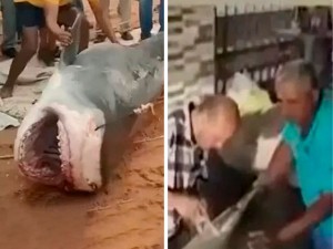 Мисрдаги пляжда сайёҳни еб қўйган акула музей экспонатига айлантирилади (видео)