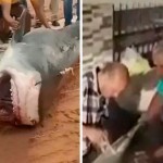 Misrdagi plyajda sayyohni yeb qo‘ygan akula muzey eksponatiga aylantiriladi (video)