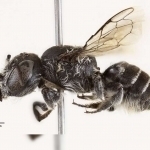 Шохи шайтонникига ўхшаш асалари кашф этилди