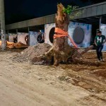 Toshkentda tadbirkor tomonidan daraxtlar ildizi bilan sug‘urib tashlandi