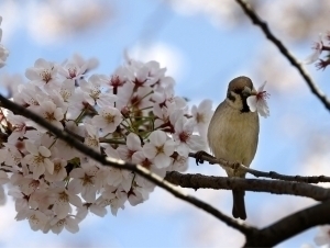 Дам олиш кунлари қандай об-ҳаво бўлиши айтилди