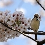 Дам олиш кунлари қандай об-ҳаво бўлиши айтилди