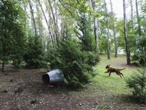 АҚШда сайрга чиққан ит ёш болаларнинг суякларини топиб олди