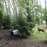 AQSHda sayrga chiqqan it yosh bolalarning suyaklarini topib oldi