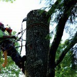 The president rejects proposed law on illegal tree cutting
