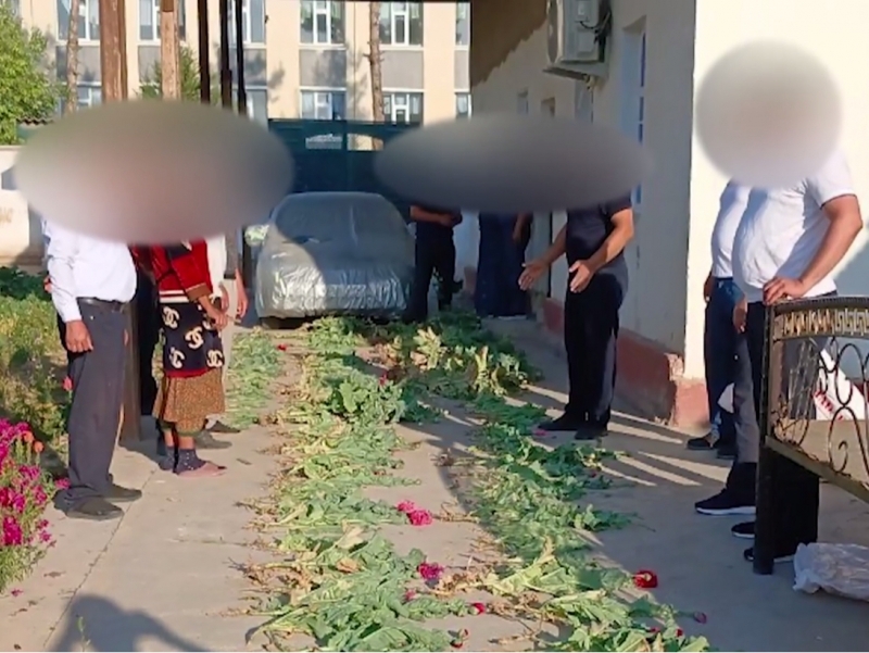 Surxondaryoda ko‘knori yetishtirgan “dehqon”lar ushlandi (video)