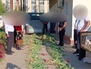Сурхондарёда кўкнори етиштирган “деҳқон”лар ушланди (видео)