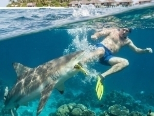 Maldivga asal oyiga borgan sayyohning oyog‘ini akula uzib oldi