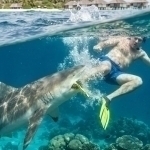 Maldivga asal oyiga borgan sayyohning oyog‘ini akula uzib oldi