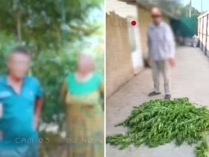 Янгийўлда уйида наша эккан шахслар ушланди (видео)