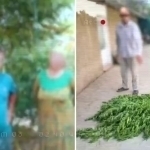 Yangiyo‘lda uyida nasha ekkan shaxslar ushlandi (video)