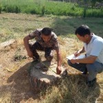 Surxondaryoda 5 mln so‘mga daraxt kesib, sotgan fermer tabiatga 551 mln so‘m zarar yetkazdi
