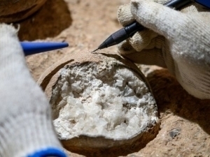 Хитойда 86 млн йиллик динозавр тухумлари топилди